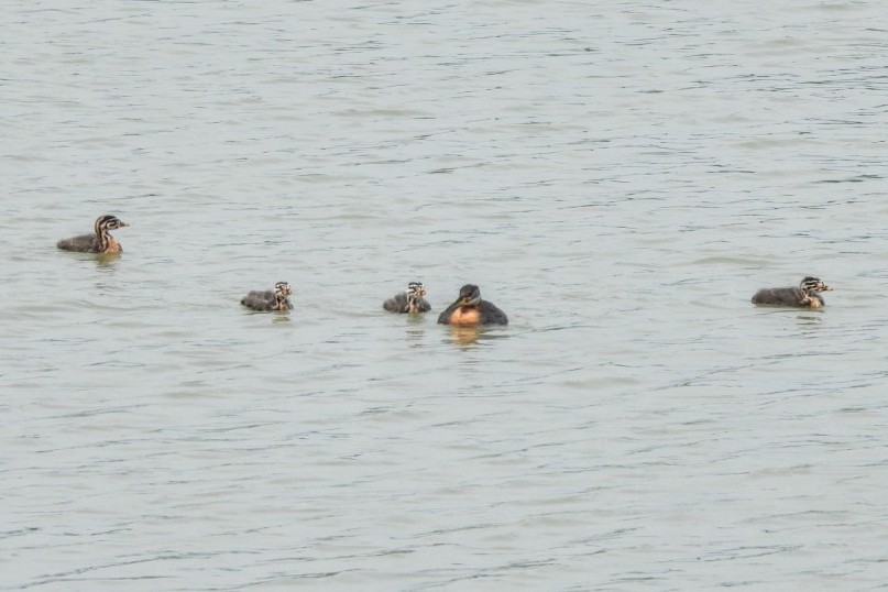 Red-necked Grebe - ML620691748