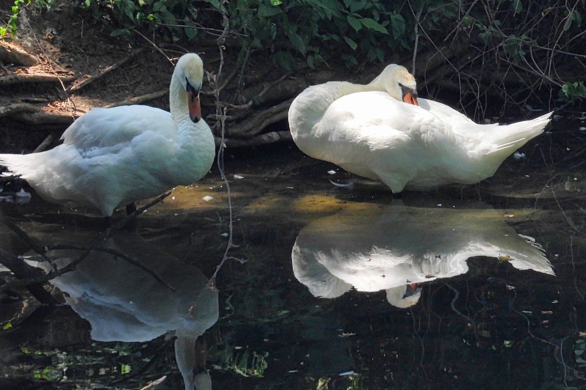 Mute Swan - ML620691750