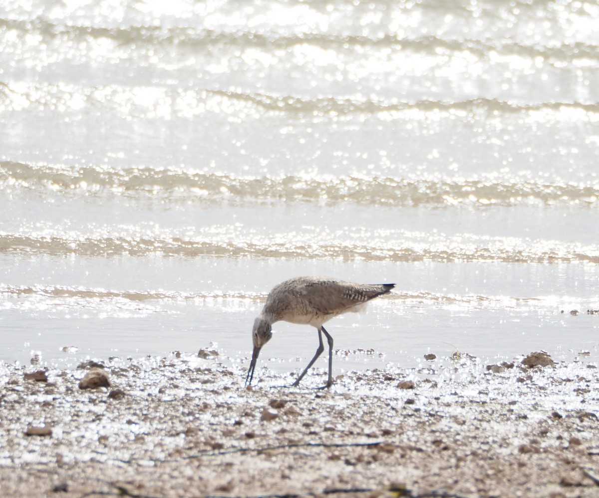 Willet - ML620691751