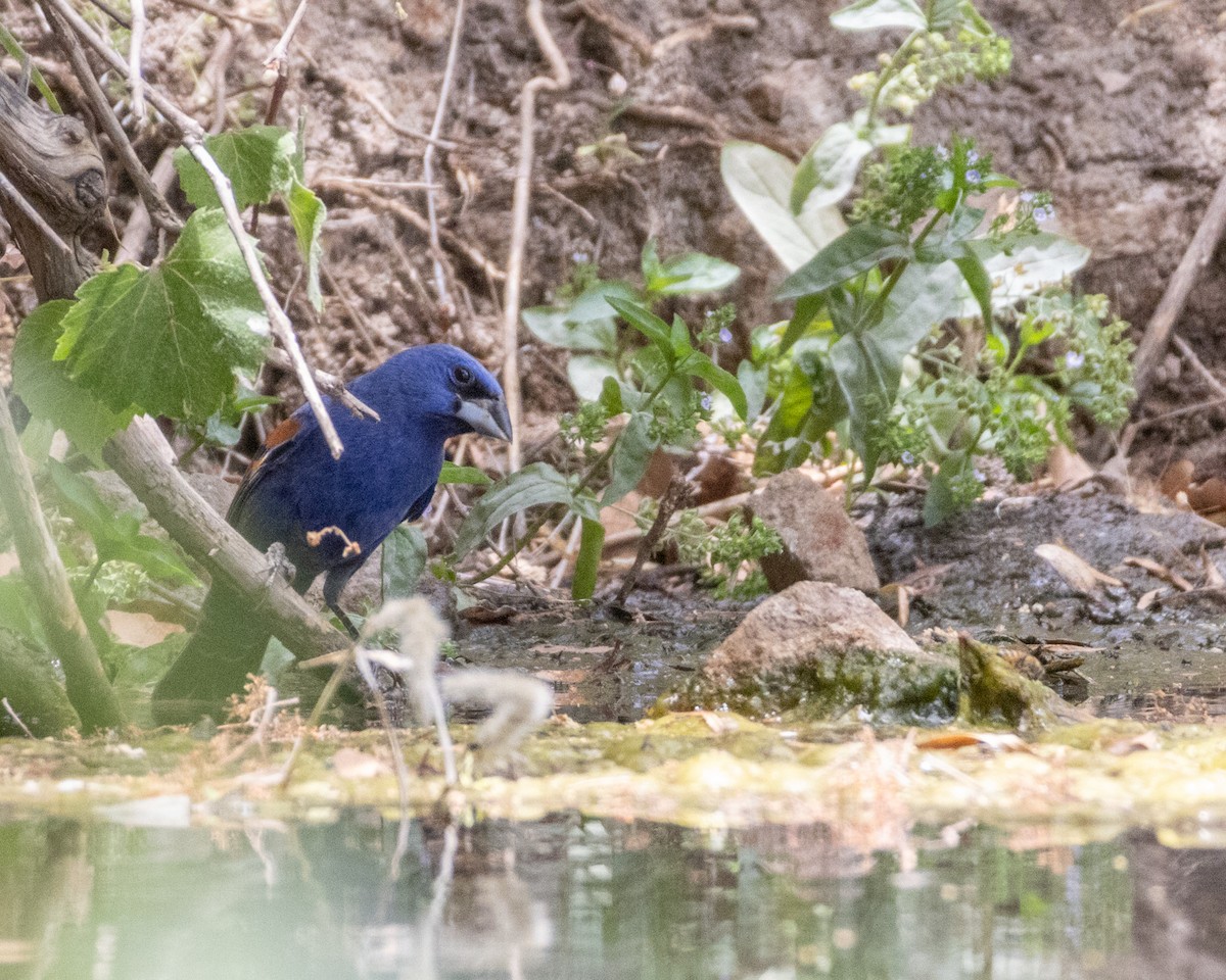 Blue Grosbeak - ML620691752