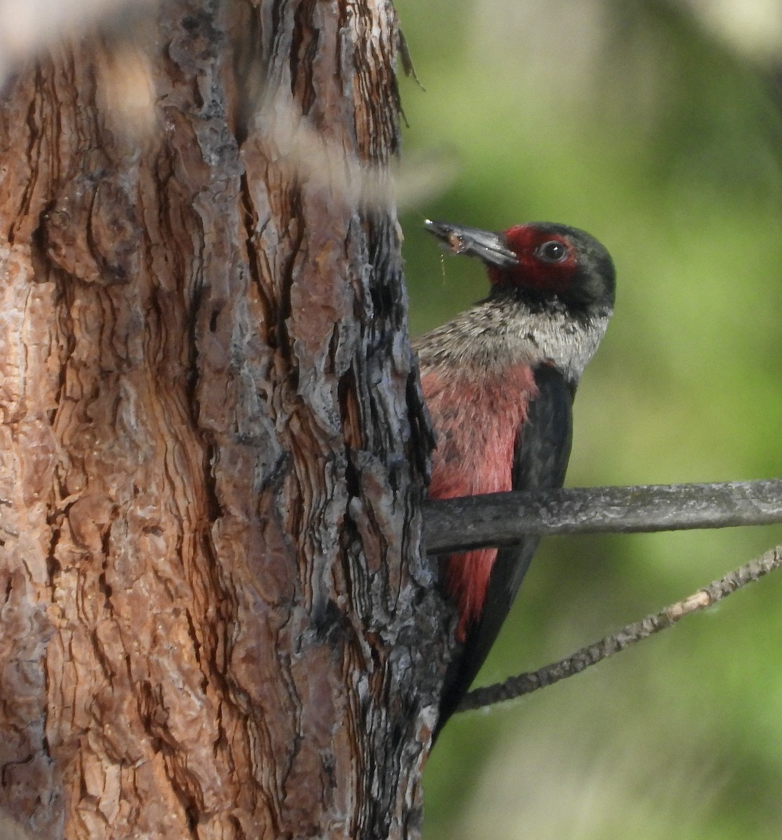 Lewis's Woodpecker - ML620691753