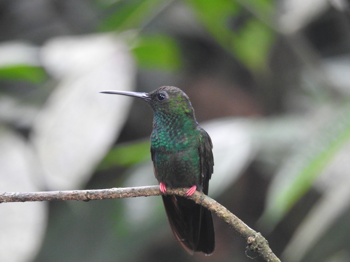 Bronze-tailed Plumeleteer - Coral Avilés Santiago