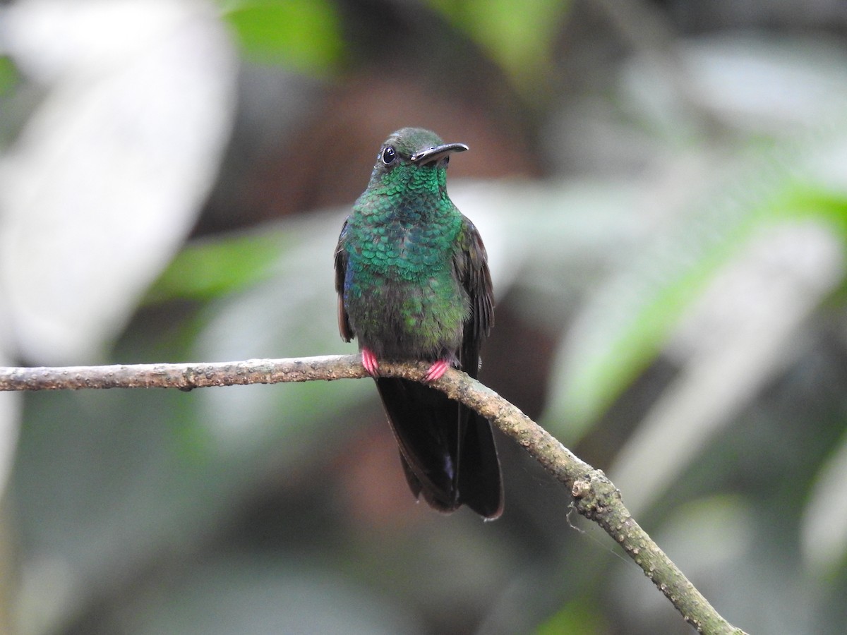 Colibrí Patirrojo - ML620691756