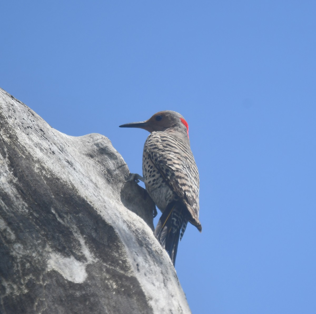 Northern Flicker (Yellow-shafted) - ML620691758