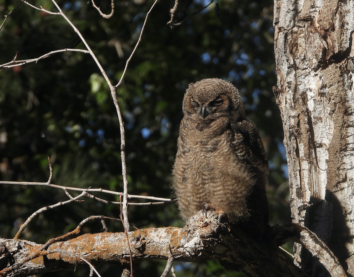 Great Horned Owl - ML620691760