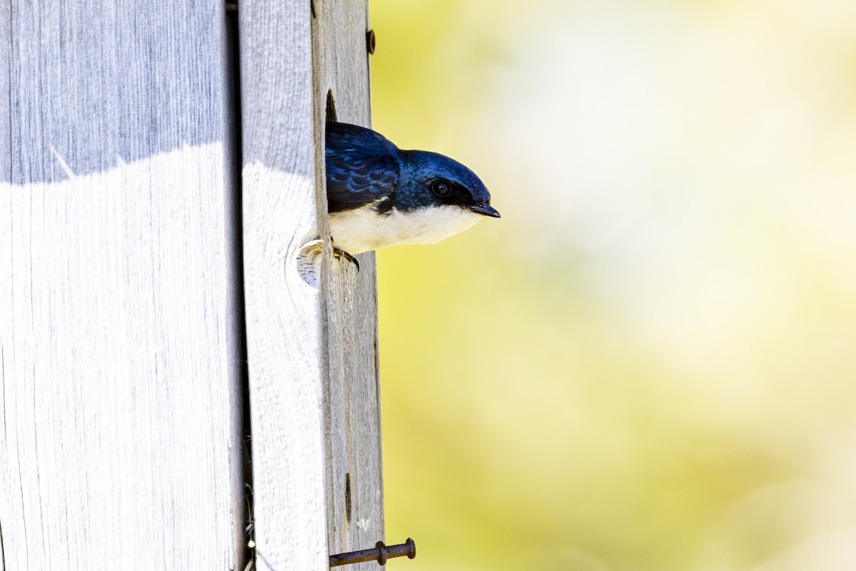 Tree Swallow - ML620691763