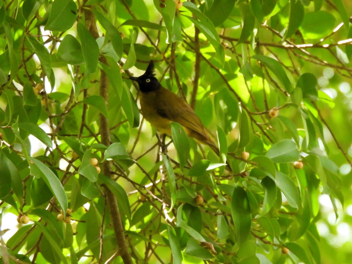 Bulbul à huppe noire - ML620691764