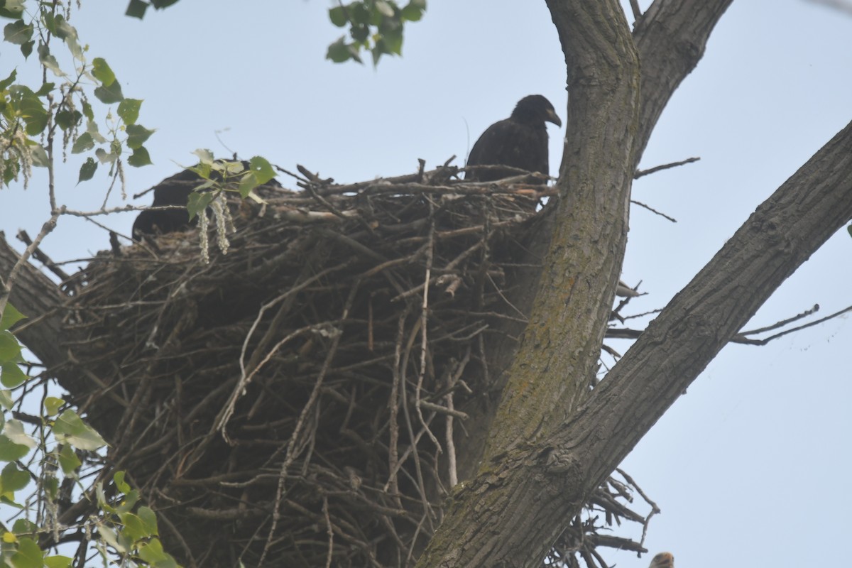 Bald Eagle - ML620691765