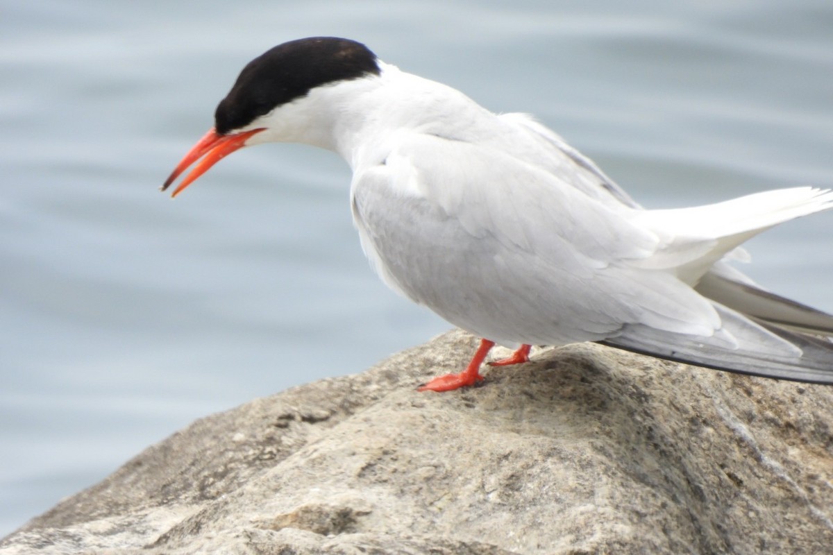 Common Tern - ML620691766