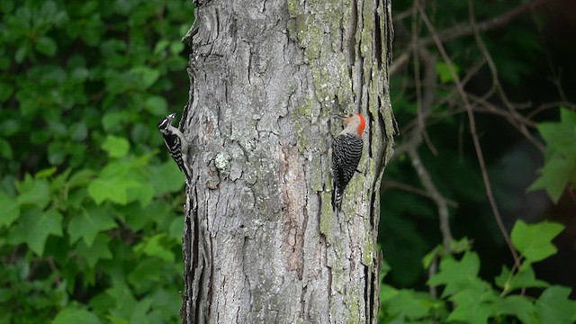 Downy Woodpecker (Eastern) - ML620691771