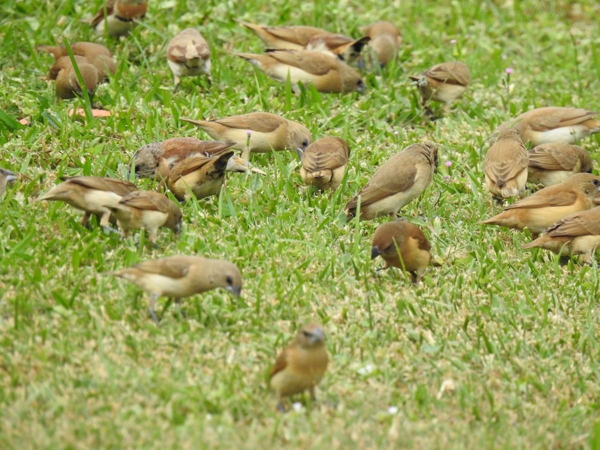 Chestnut-breasted Munia - ML620691777