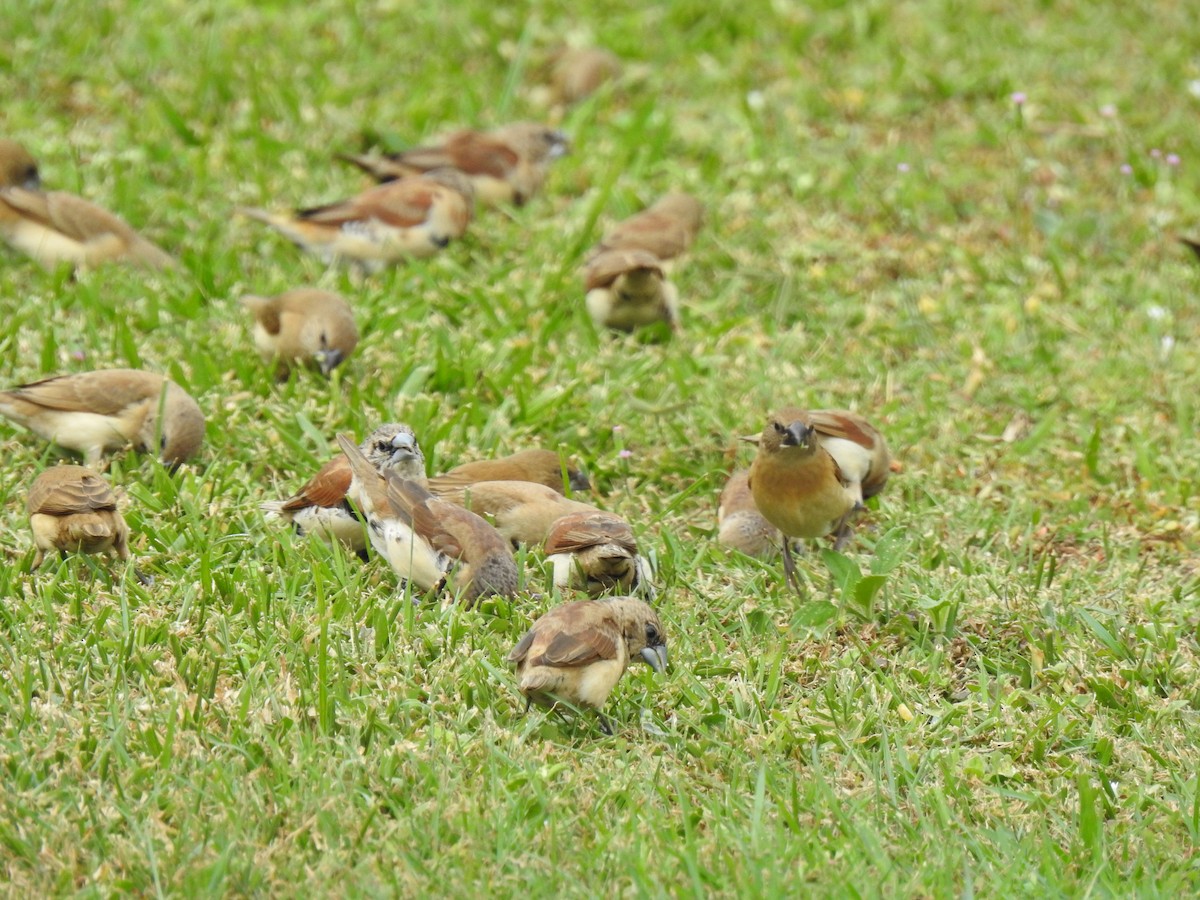 Chestnut-breasted Munia - ML620691780