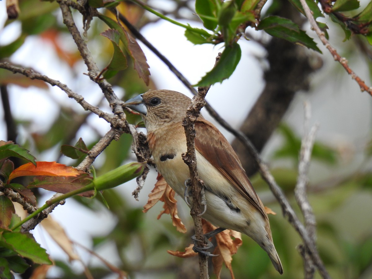 Chestnut-breasted Munia - ML620691782