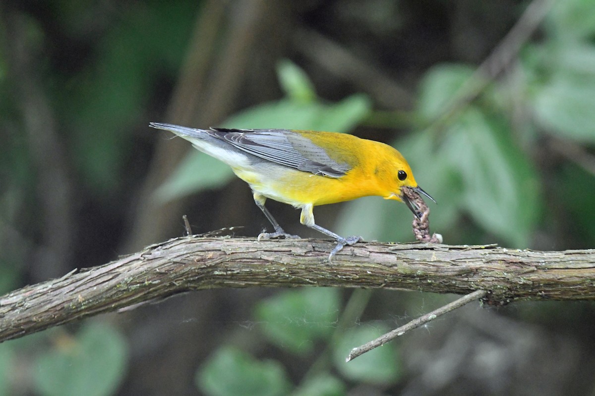 Prothonotary Warbler - ML620691783