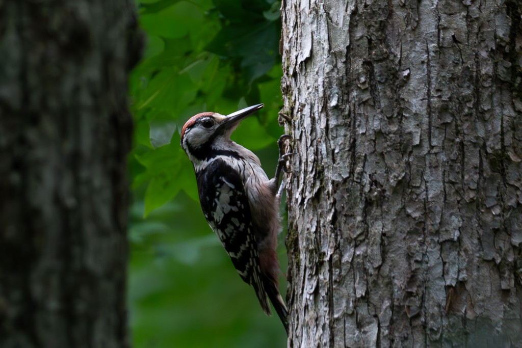 White-backed Woodpecker - ML620691786