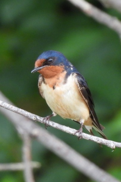 Barn Swallow - ML620691787