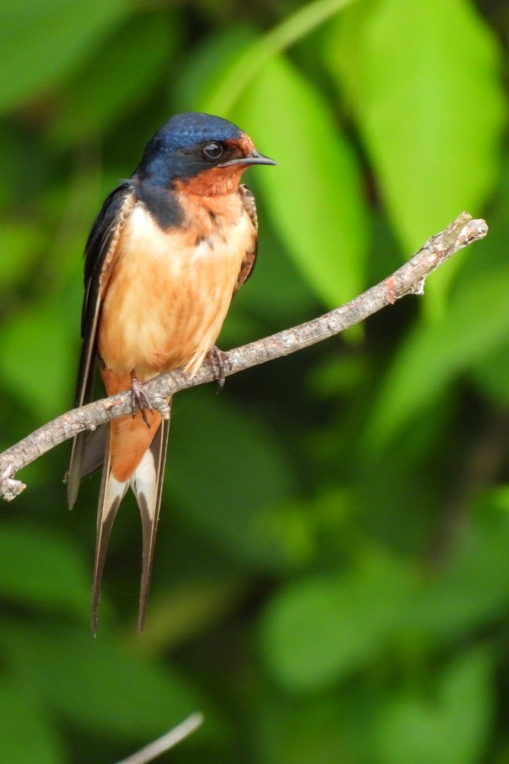 Barn Swallow - ML620691788