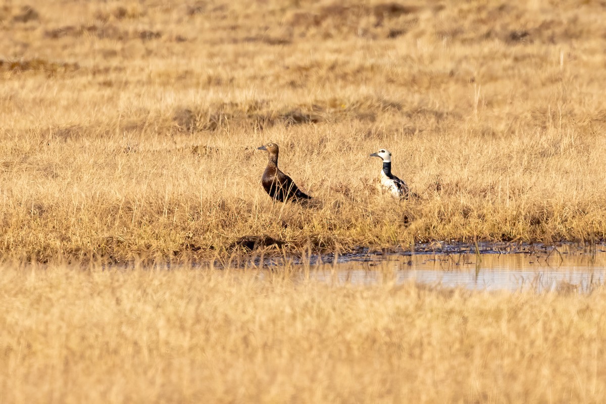 Steller's Eider - Greg Bodker