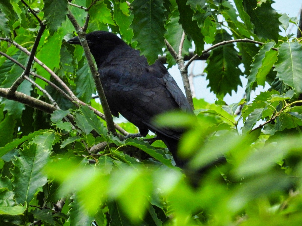 Fish Crow - ML620691790