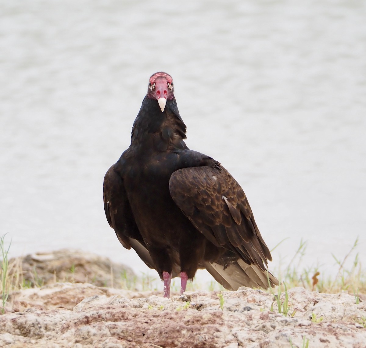 Turkey Vulture - ML620691793