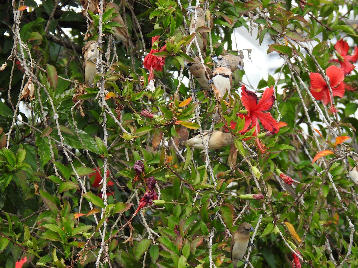 Chestnut-breasted Munia - ML620691794