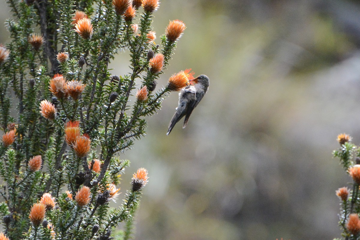 Colibri du Chimborazo - ML620691796