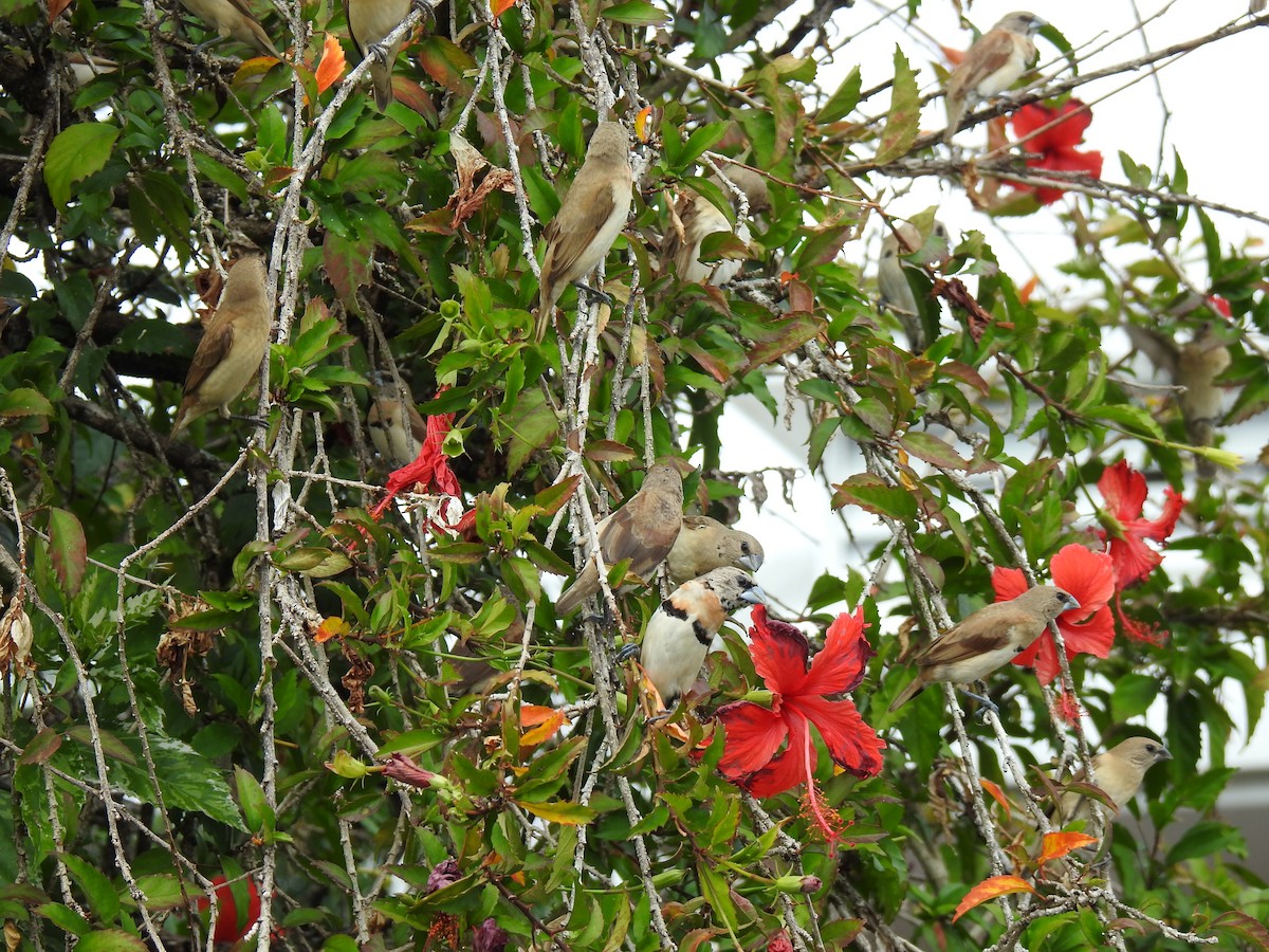 Chestnut-breasted Munia - ML620691801