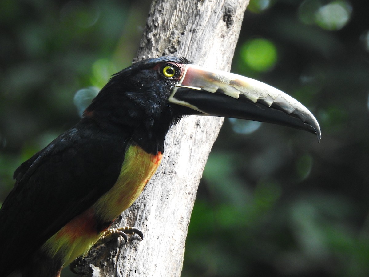 Collared Aracari - ML620691802