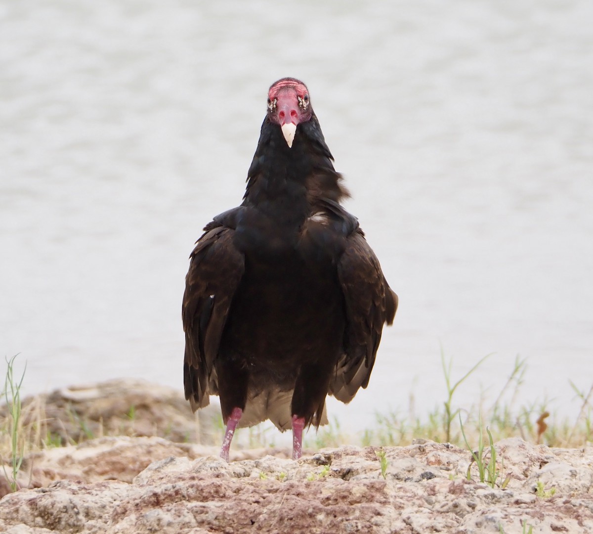 Turkey Vulture - ML620691803