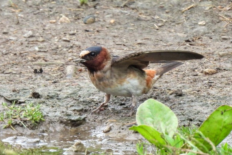 Cliff Swallow - ML620691806