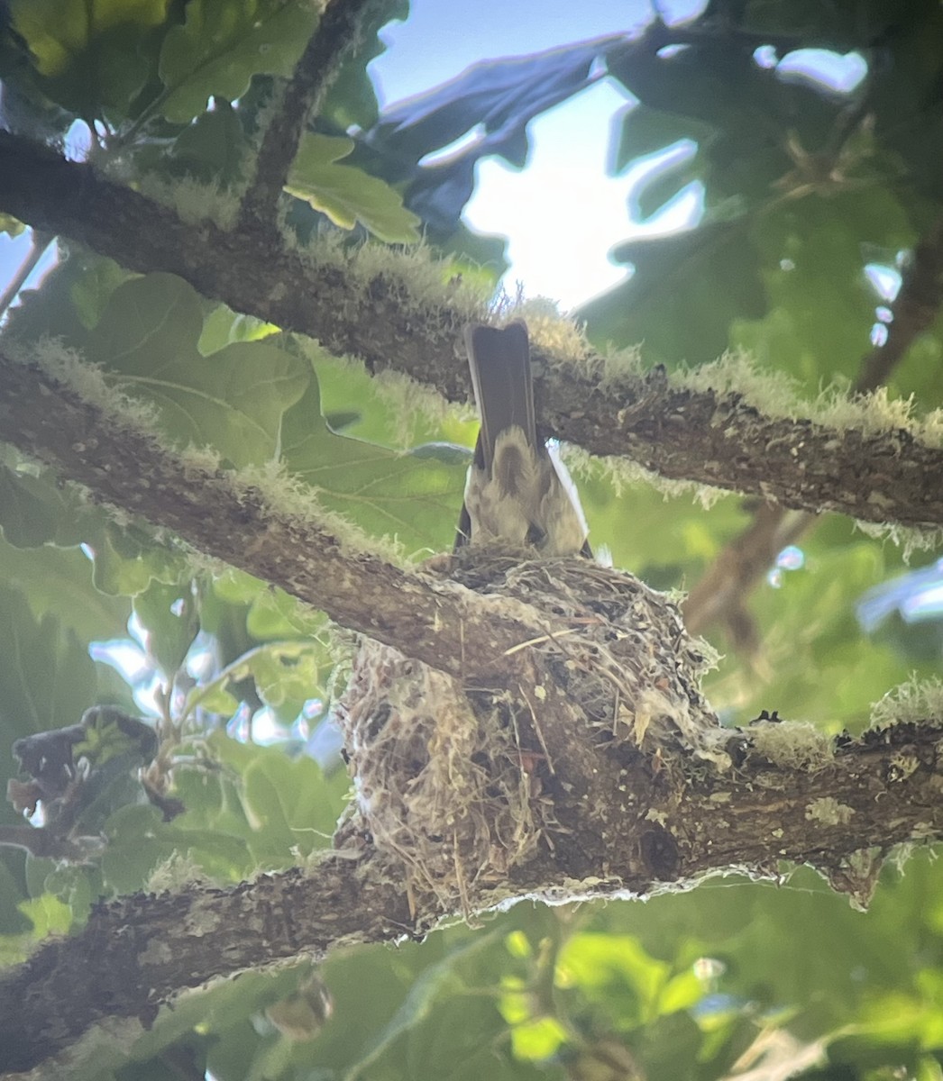 Western Wood-Pewee - ML620691808