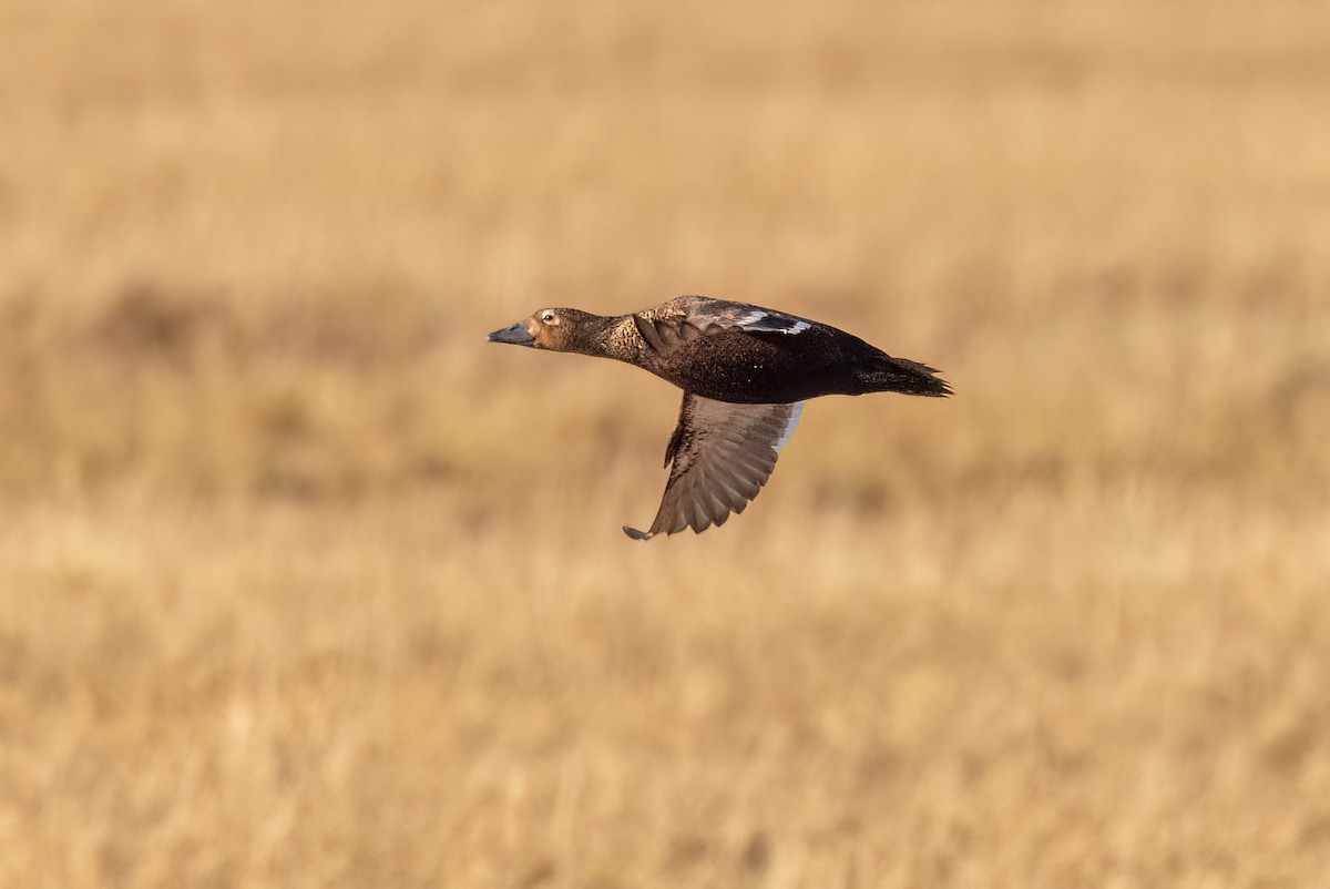 Steller's Eider - Greg Bodker