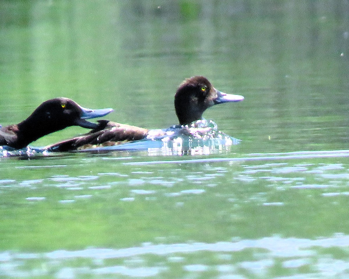 Blue-winged Teal - ML620691813