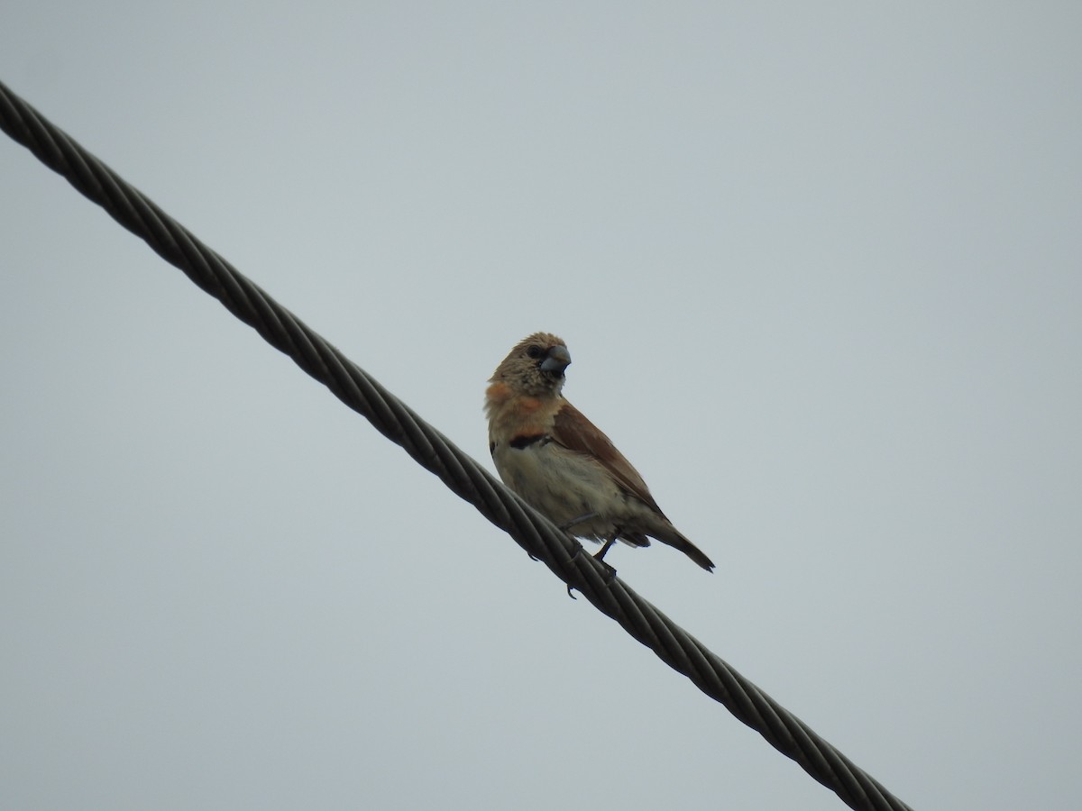 Chestnut-breasted Munia - ML620691814