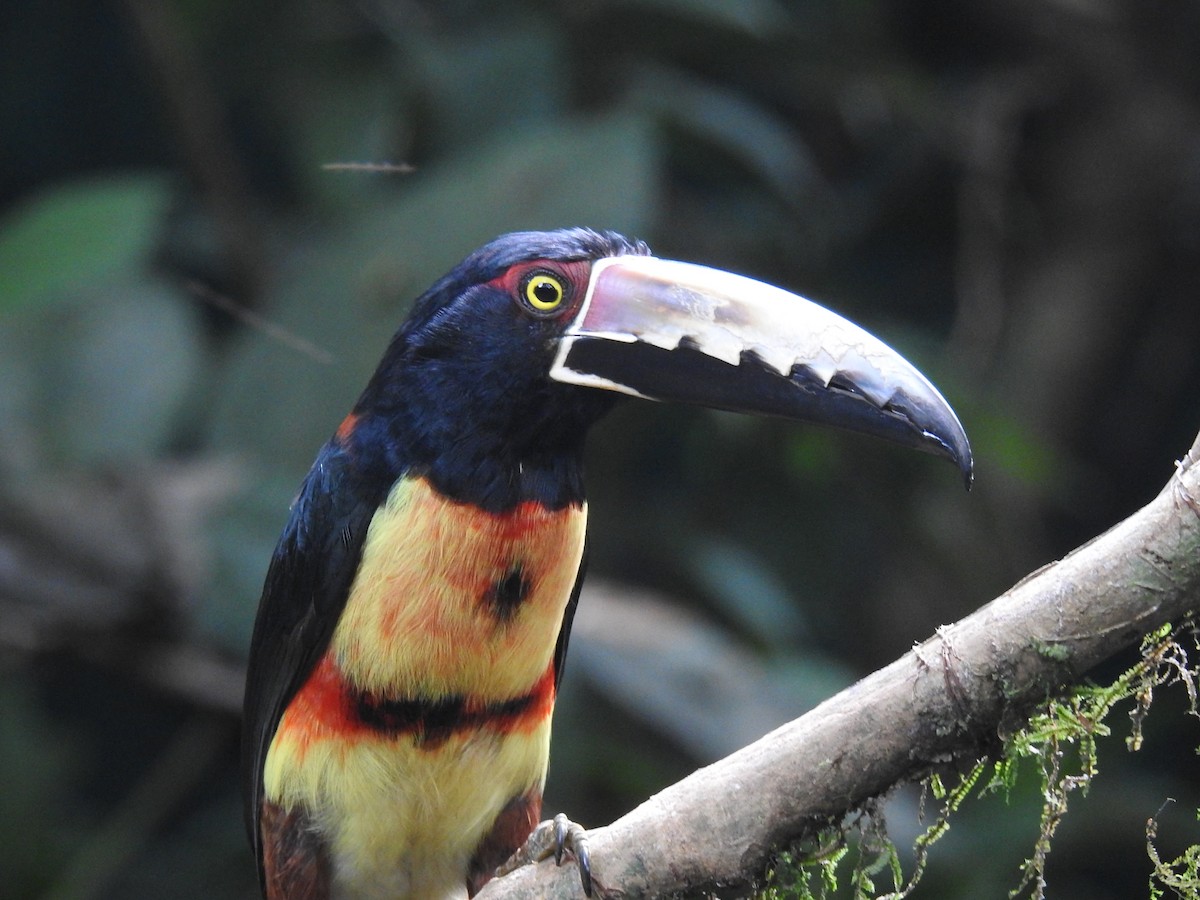 Collared Aracari - ML620691817