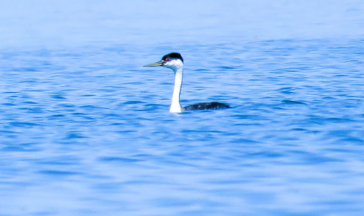 Western Grebe - Bea Harrison