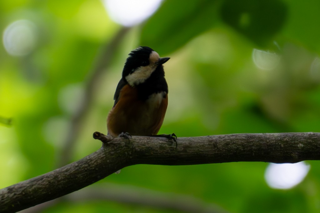 Varied Tit - ML620691822