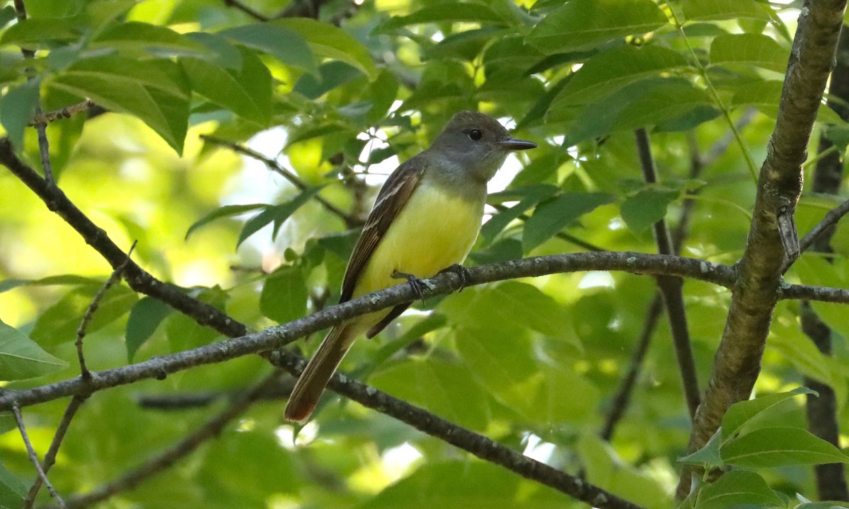 Great Crested Flycatcher - ML620691824