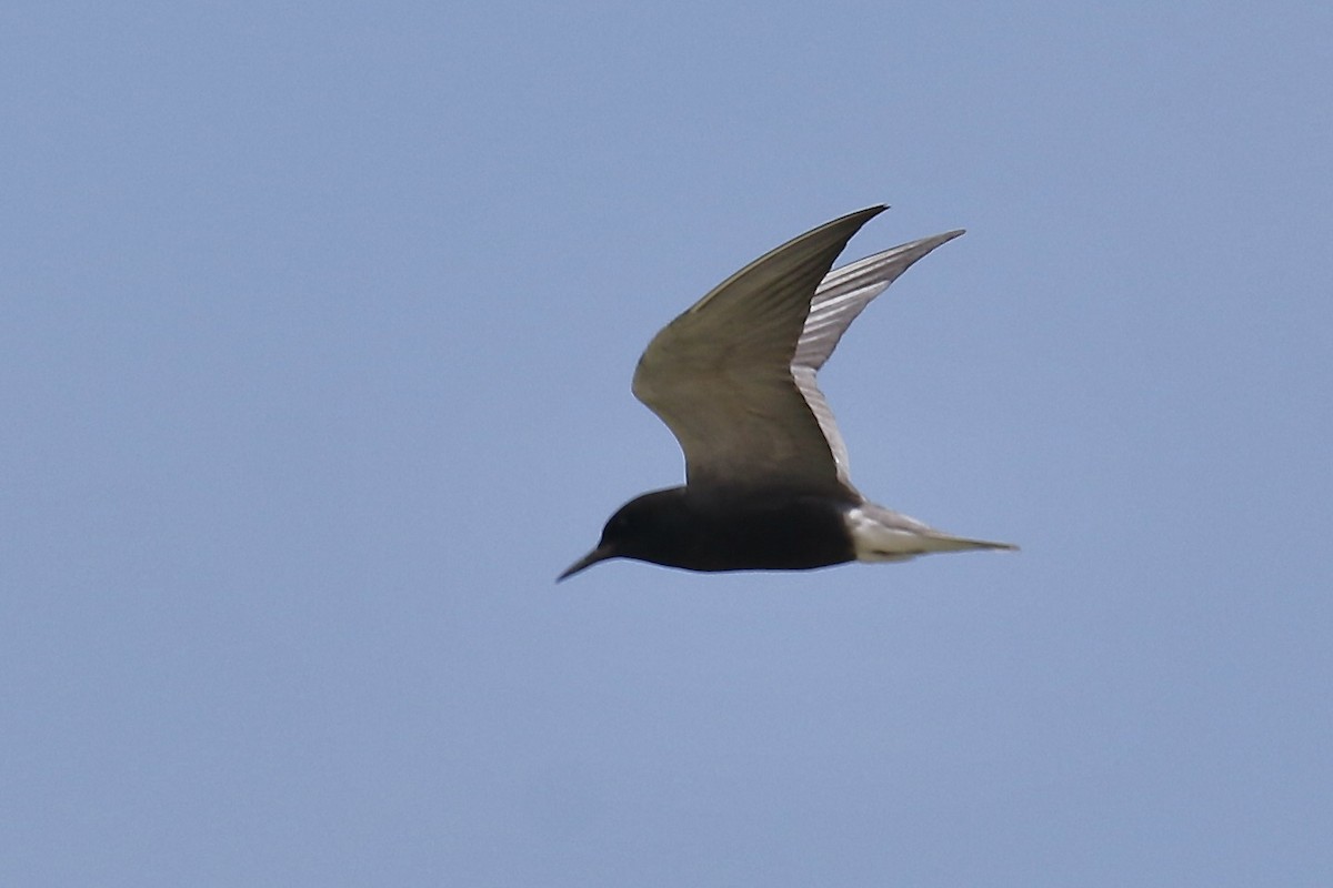 Black Tern - ML620691831