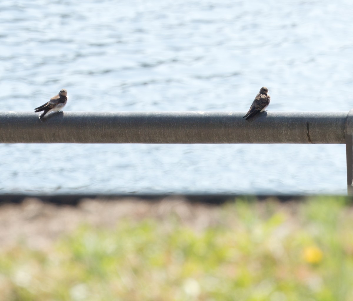 Northern Rough-winged Swallow - ML620691832