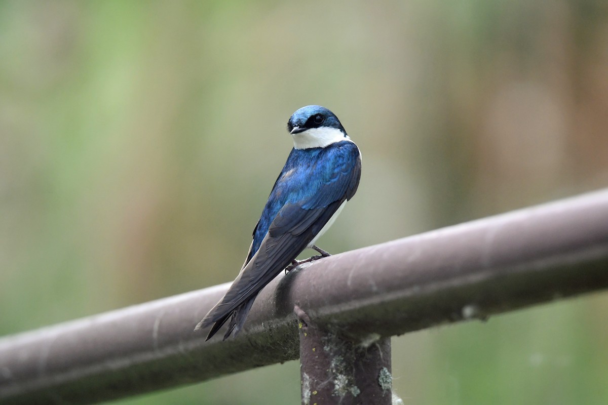 Golondrina Bicolor - ML620691833