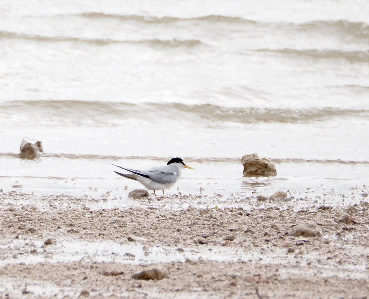 Least Tern - ML620691834