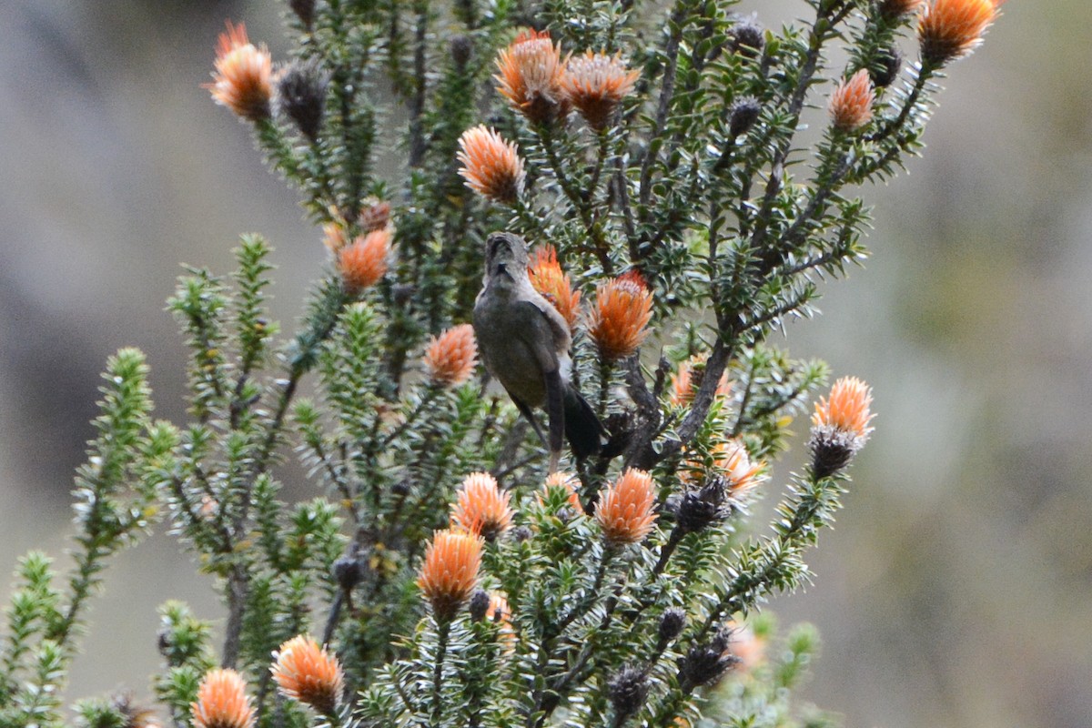 Colibrí del Chimborazo - ML620691835