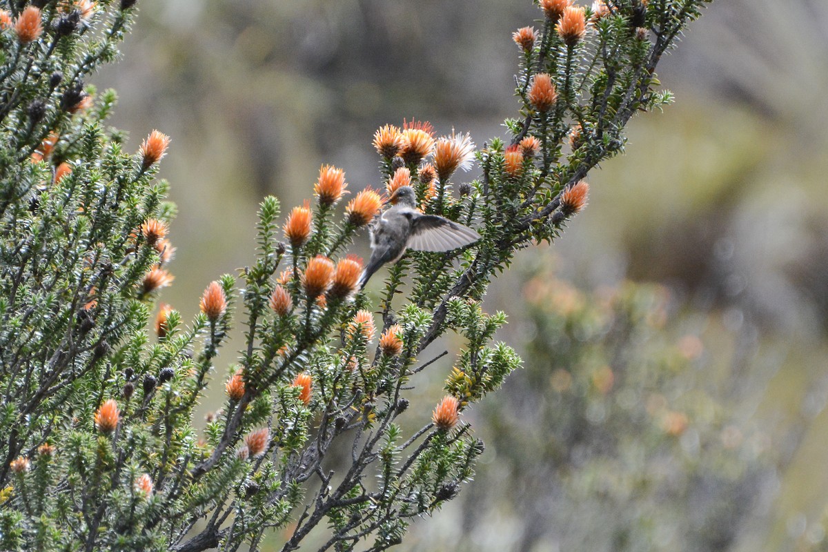 Colibrí del Chimborazo - ML620691836