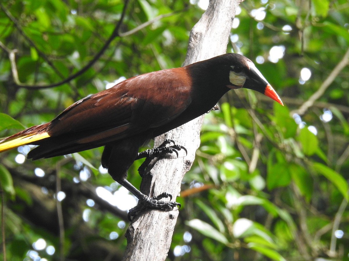 Montezuma Oropendola - ML620691837