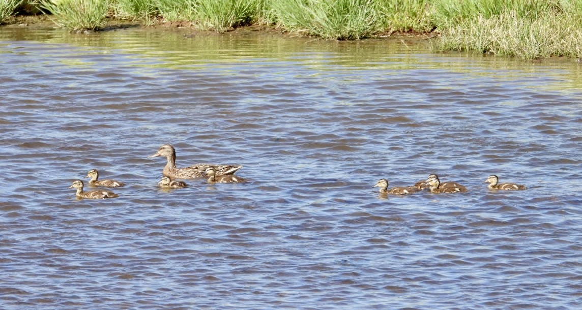 Mallard - ML620691840