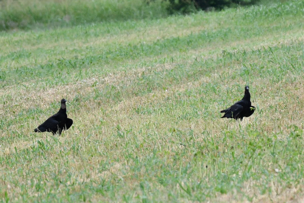 Black Vulture - ML620691843