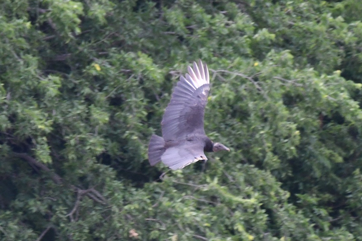 Black Vulture - ML620691844