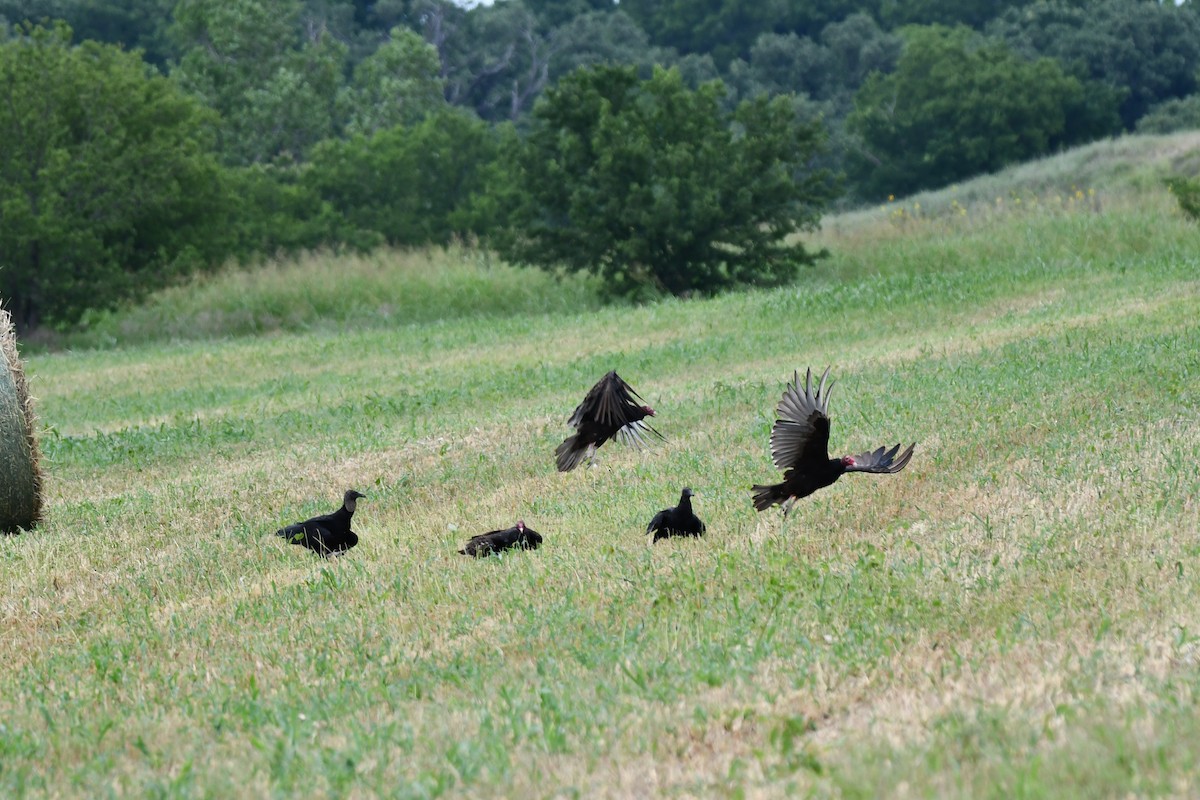 Black Vulture - ML620691845