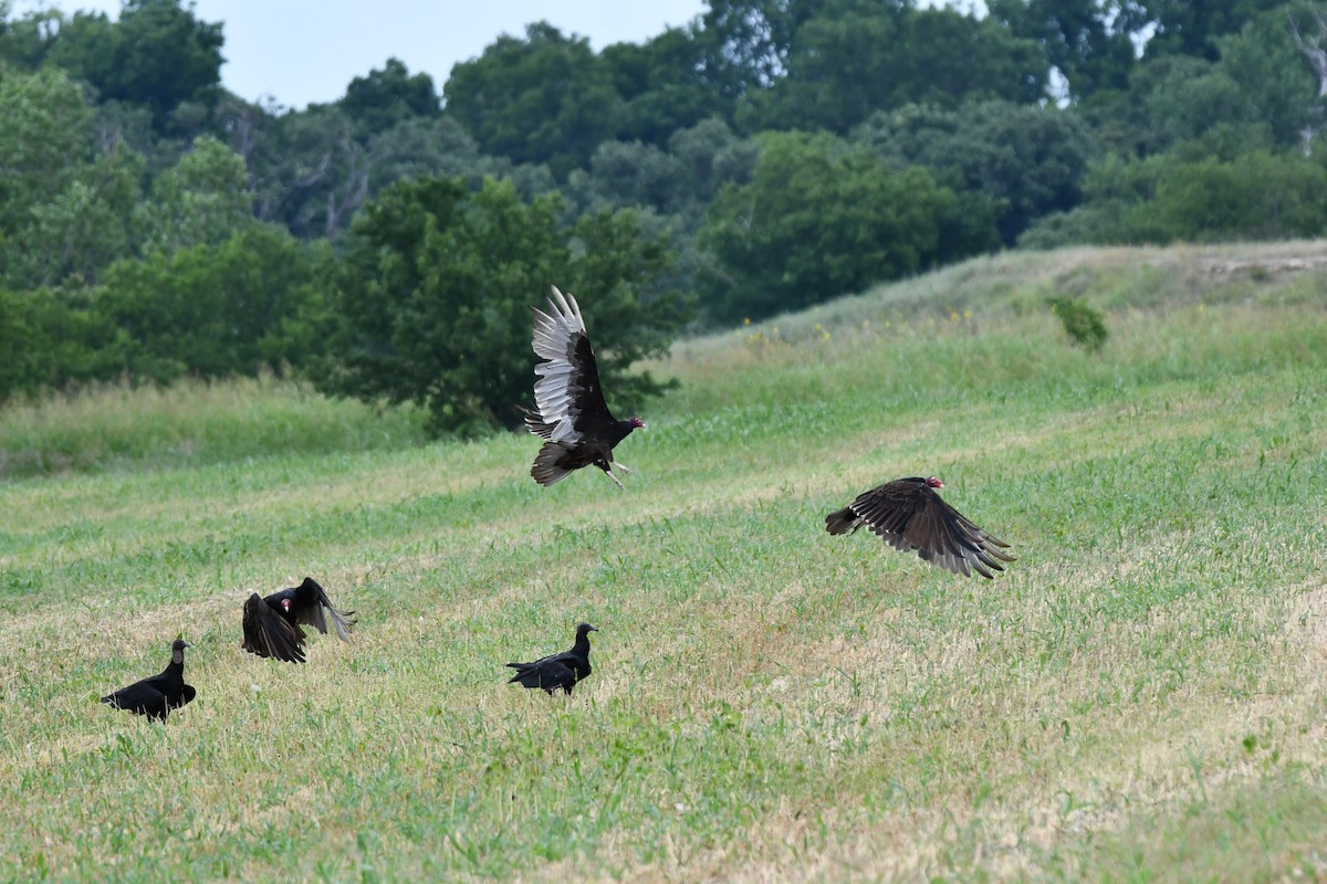 Black Vulture - ML620691846